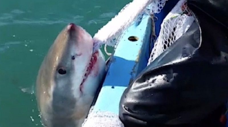 Fisherman Plays Game Tug War