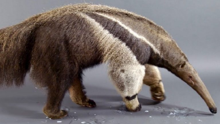 The Giant Anteater Carries On, 25 Million Years And Counting (Video)