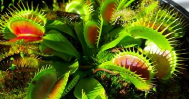 Plants That Eats Animals Insects