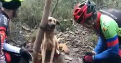 Dog Found Tightly Tied