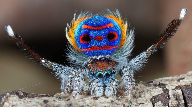 This Spider Looks