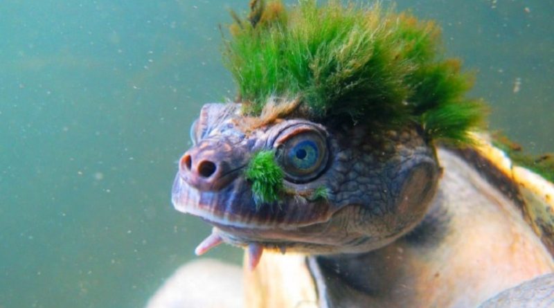 The Mary River Turtle