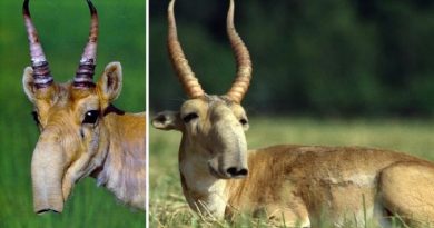 The Saiga Antelope Looks Like A Star Wars Creature!(Video)