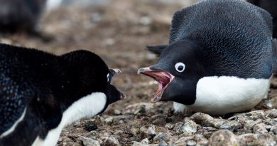 The Rocky Penguins