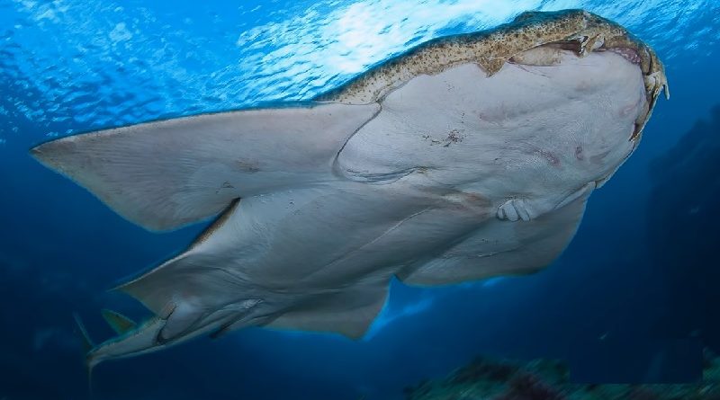 Rare Angel Sharks