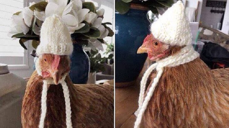 Winter Chicken Fashiоn