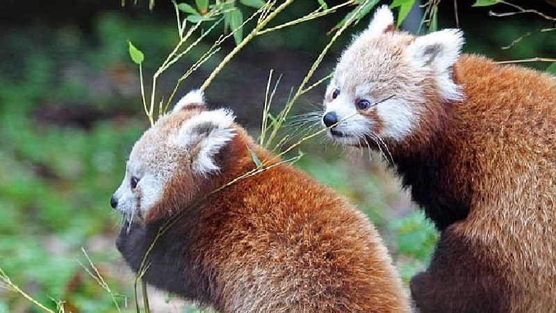 huge-hunt-is-launched-as-a-red-panda-goes-missing-from-belfast-zoo-video