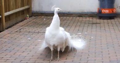 Bird Shows Up On The Porch