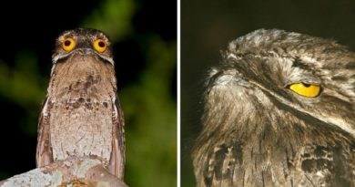 The Potoo Bird The Perfect Bird