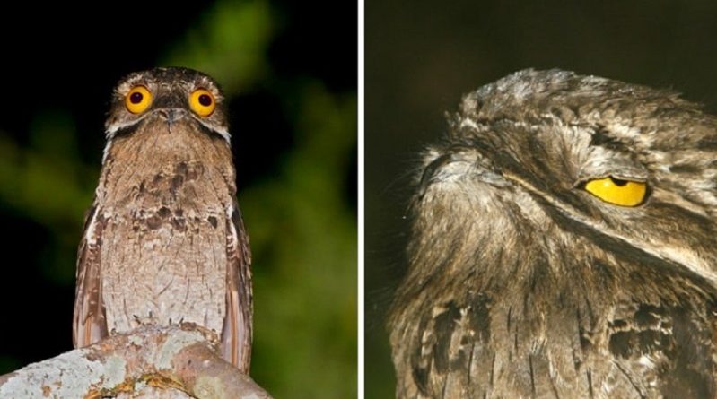 The Potoo Bird The Perfect Bird