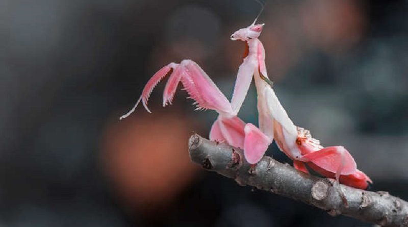 Incredible Bug Looks Like Flower