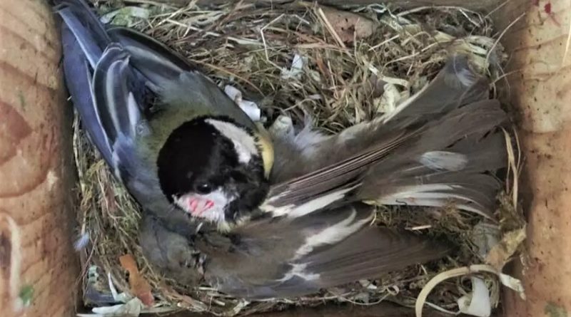 Great tits are killing birds and eating their brains