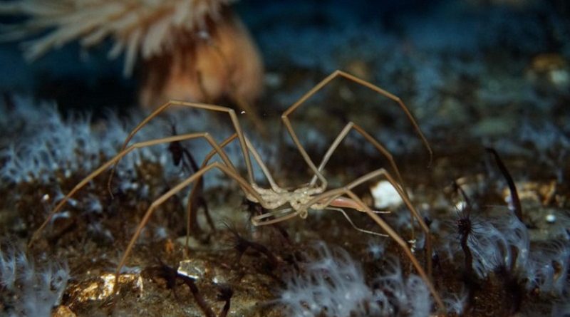 Spiders Pump Blood With Their Guts