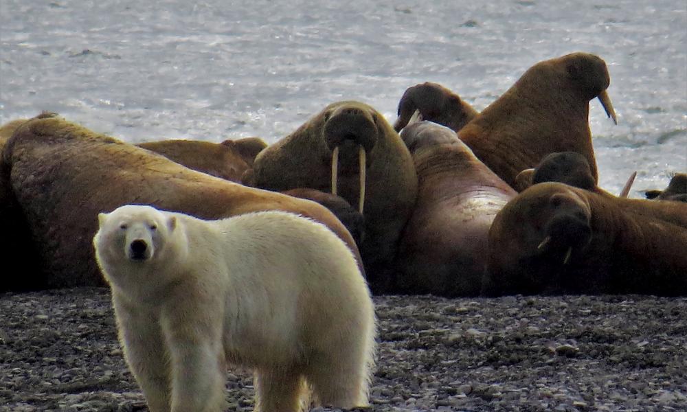 Polar Bear Vs Walrus Planet Earth Bbc Earth Video