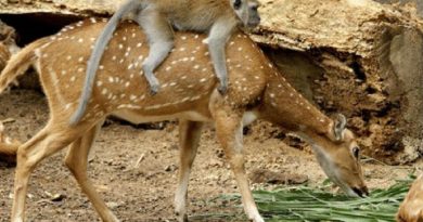 Monkeys Ride Deer Horses