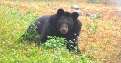 Rescued Bear With Amputated Paws