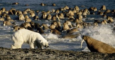 Bear vs Walrus