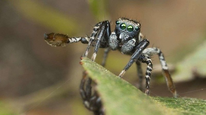 Tiny Spider Lover