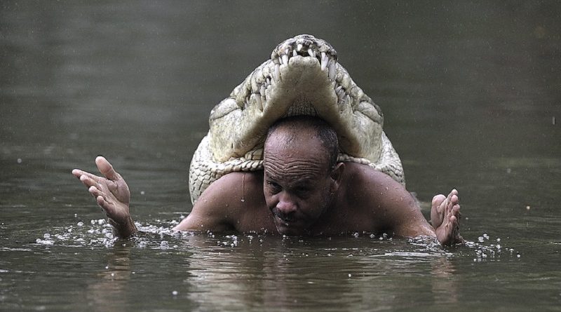 Who Swims With Crocodiles