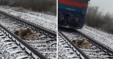 dog lay On The Train Tracks