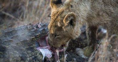 Lioness on Crocodile Gripping