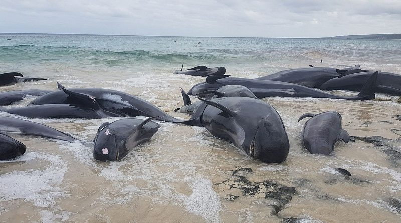 145 Pilot Whales Dead New Zealand Beach