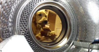 Cute Golden Retriever Rescuing Her Teddy