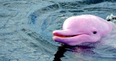 Looking Pink Dolphin