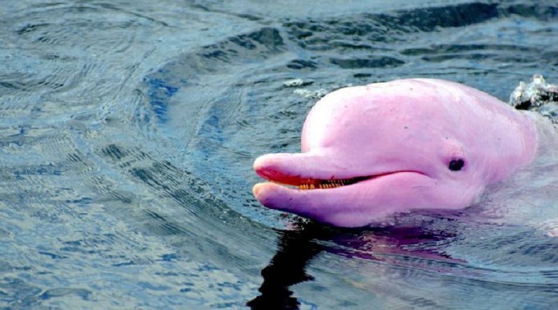 Mythical Looking Pink Dolphin is Spotted near Louisiana’s Coast(Video)