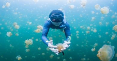 Lake Filled with Jellyfish