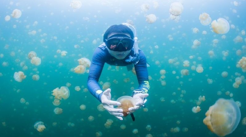 Lake Filled with Jellyfish