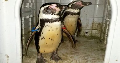 Penguins Picked up by Police