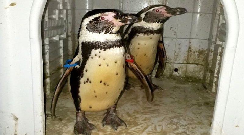 Penguins Picked up by Police