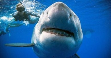 Biggest Great White