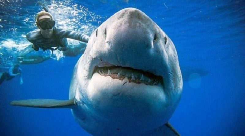 Biggest Great White