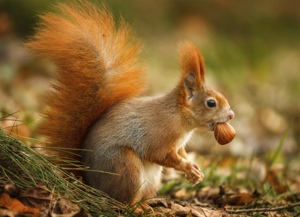 How Do Squirrels Remember Where They Buried Their Nuts Video