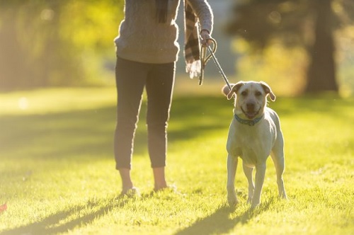 From City Strolls To Hikes In The Hills – THESE Are The UK’s Best Dog Walks