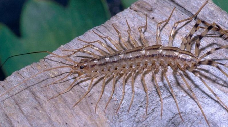 Why You Should Never Kill a House Centipede