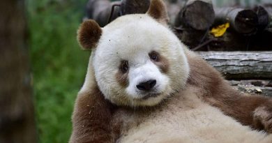 The World’s Only Brown Panda