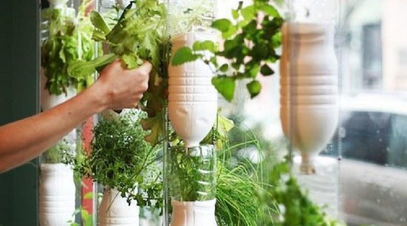 DIY Window Hydroponics for Horticulture