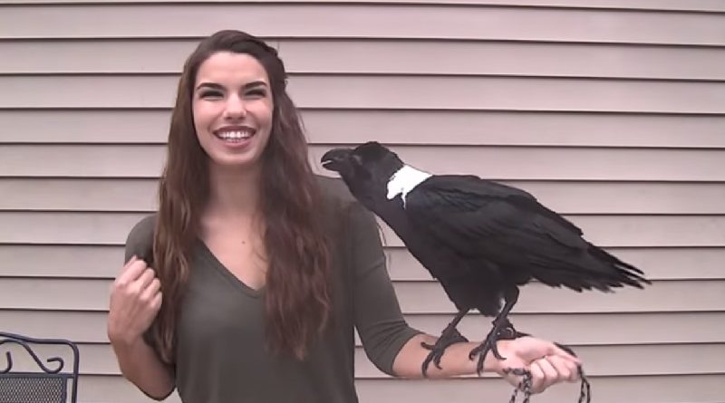 Meet Mischief The White-Necked Raven