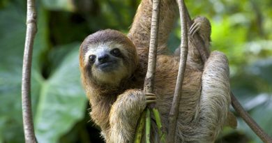 Sloths The World's Mammals