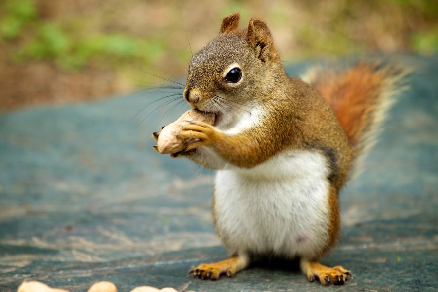 How Do Squirrels Remember Where They Buried Their Nuts Video