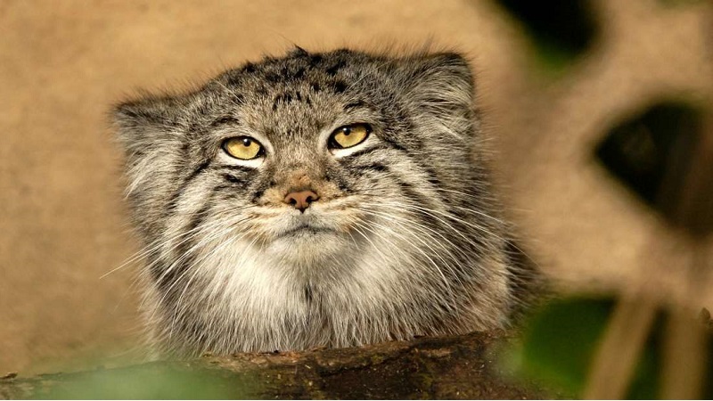 13 Fascinating Facts About Pallas’s Cats - Far Across Thе World