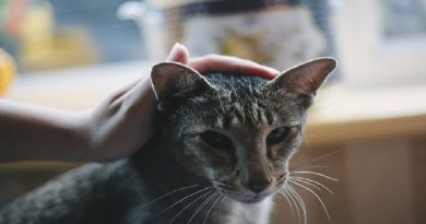 11 Ways To Train Your Cat