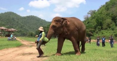 Mama Elephant Steers