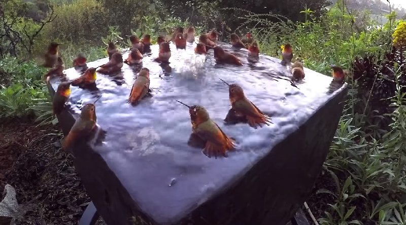 30 Hummingbirds Bathe