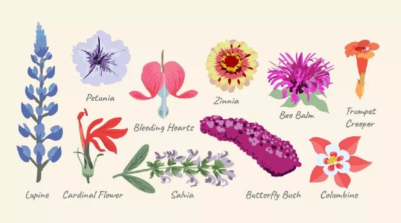 Top 10 Hummingbird Flowers