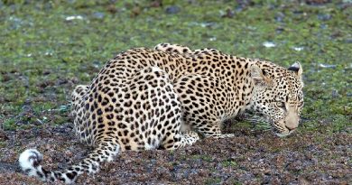 Leopard Decapitates 3-Year