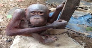 Little Orangutan Who Lost Hair From Being Hungry Has Best Transformation